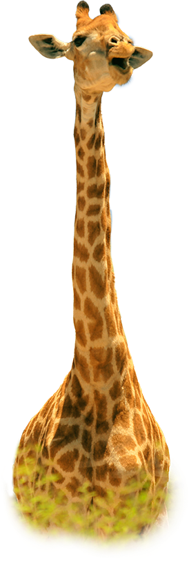 MArket Reach Giraffe